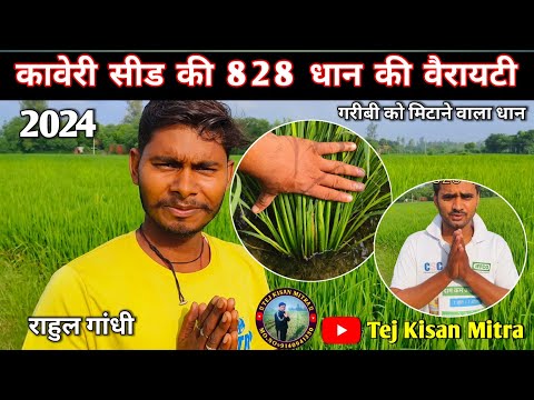 कावेरी सीड का 828 धान #धान 828#कावेरी सीड #trending #फार्मर #वायरल #सबसे अधिक उत्पादन #किसान