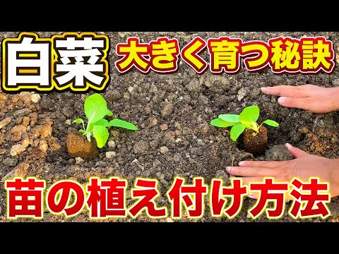 【白菜栽培】最初が肝心！植え付け方法で今後の生育に差が出ます！