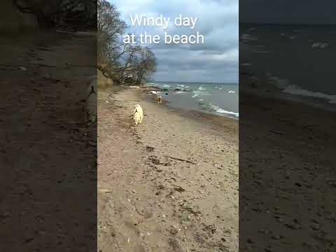 Windy day at the beach with Gabie and Coco @GabieCocoMarmora