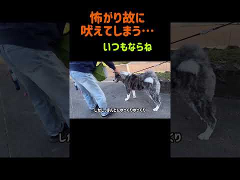 【切り抜き】リハビリ中！ #秋田犬