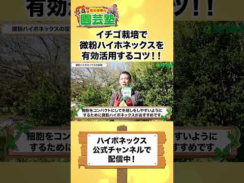 【園芸の基本】イチゴの追肥について徹底解説！🍓〜11月から年明けの肥培管理方法について熱血解説します！🔥〜#shorts