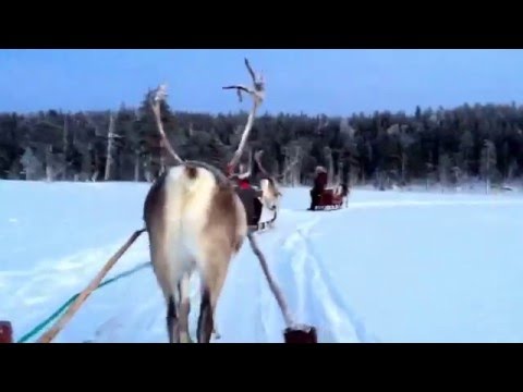 Reindeer Tour in Lapland/Finland, Arctic Circle - Salla Reindeer Park (Sallan Poropuisto), 28.12.15