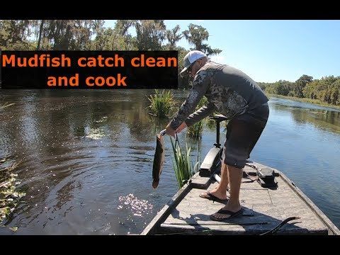 Mudfish (AKA Bowfin) Catch Clean Cook! Bowfishing catch and cook