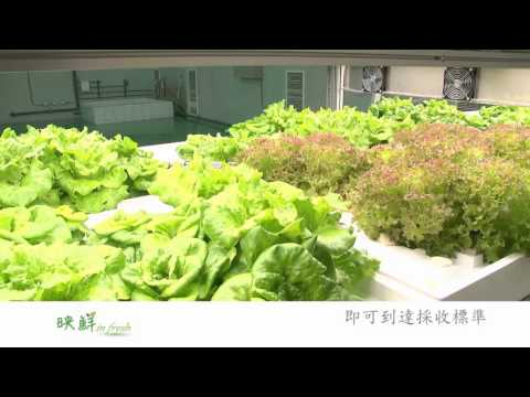 大同‧映鮮in fresh【植物工廠】