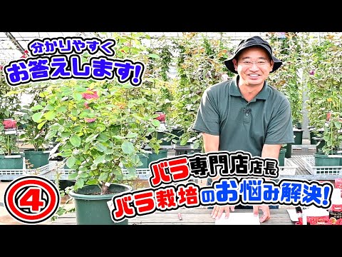 【バラのQ&A】バラのお悩み解決ｯ!🌹バラ栽培の疑問!?にお答えします!④🌹バラ専門店店長・高木大輔さん