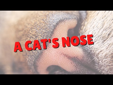 What Does Your Cat Smell? | Two Crazy Cat Ladies