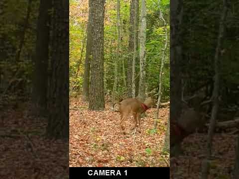 Target buck wounded by another hunter Take your time ppl! #hunting #blood #killaoutdoors #bucks #fyp