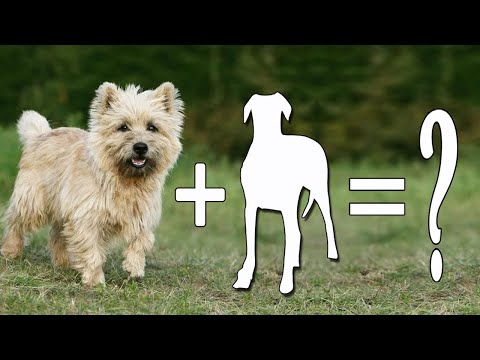 Top 10 Sweet Cairn Terriers Mixes Dog Breeds / Cairn Terriers Mix