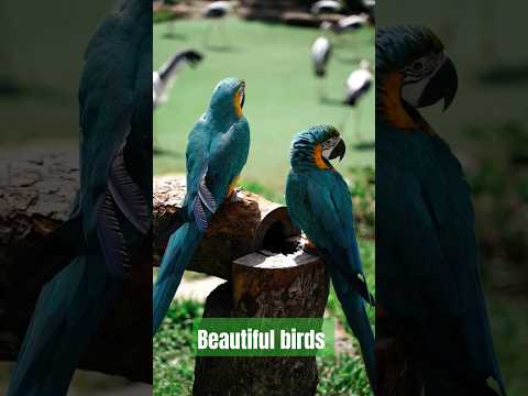 Beautiful birds nature videos//Beauty of Nature birds videos