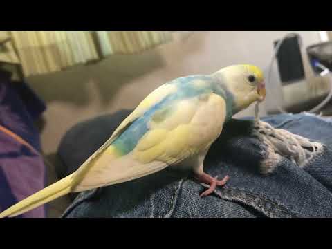 脚で遊ぶインコ