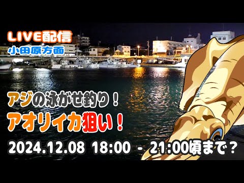 【アオリイカ】小田原方面 漁港内 アジの泳がせ ウキ釣り ライブ配信（20241208）