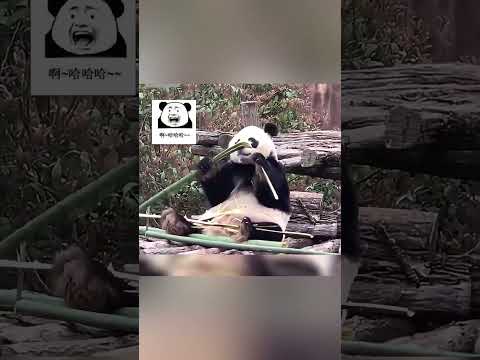 Panda. The giant panda broke the bamboo with its head. 😂😂 ジャイアントパンダは頭で竹を折った。😂😂 大熊猫用脑袋顶断竹子。😂😂