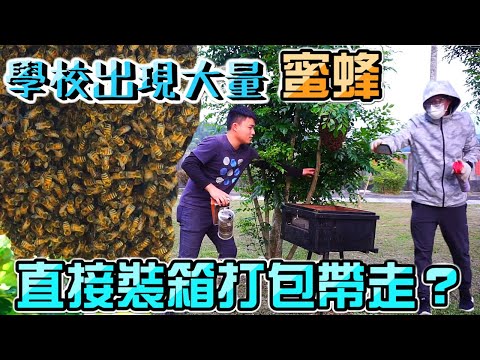 【ChienHao老師生活】學校突然湧入數千隻蜜蜂？！