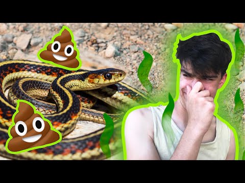 Snake that Makes you SMELL LIKE POOP!