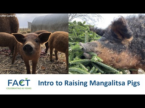 Introduction to Raising Mangalitsa Pigs