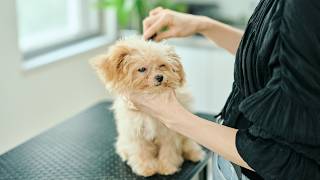 小さなパピーの初トリミング！チワワ×プードルの可愛すぎる子犬