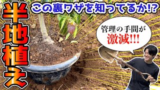 【植木が大きくならない裏技】成長早い木、植木を大きくしたくないときは半地植えが有効です。