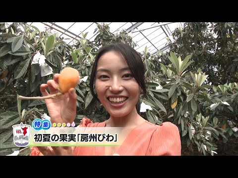 ウィークリー千葉県「初夏の果実「房州びわ」」R6/5/18