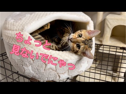 狭い空間でイチャつく猫たち