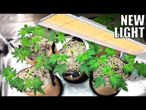 New Mars Hydro 300W TSL2000 is Here! | Wedding Cake Grow Week 10