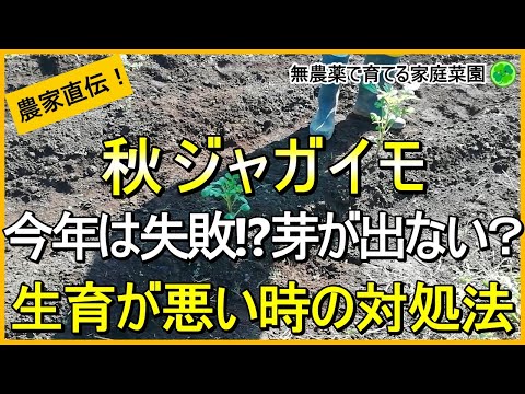 【秋ジャガイモ】大きくなってきたらやるお世話と生育が悪い時の対処法【有機農家直伝！無農薬で育てる家庭菜園】　24/10/17