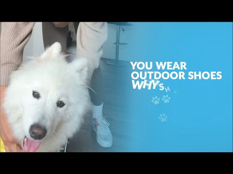 You Wear Outdoor Shoes, Why Shouldn't Your Dog | Walkee Paws Dog Boot Leggings | Dog Leggings