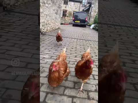 Sooo funny to see chickens running 😂 #chicken #chickens #shorts