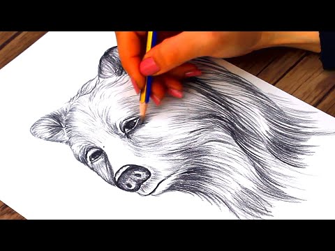 How to Draw a Realistic Bear Head Step by Step | Animals Pencil Drawing