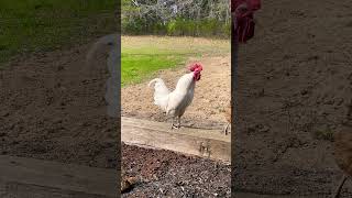 White rooster crowing!