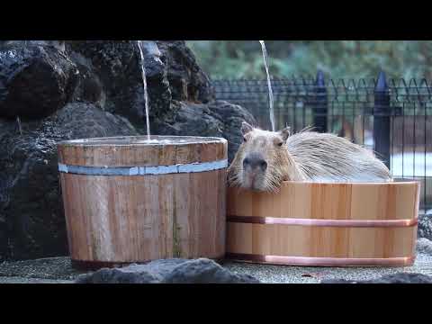 桶風呂でほっとした顔のカピバラさん(埼玉県こども動物自然公園)