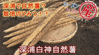 シーズンinthe産「深浦白神自然薯」【深浦で自然薯？育て方のひみつ！！】Vol.59