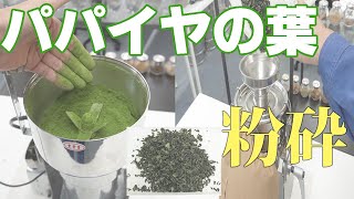 【粉砕比較】パパイヤの葉のパウダー加工