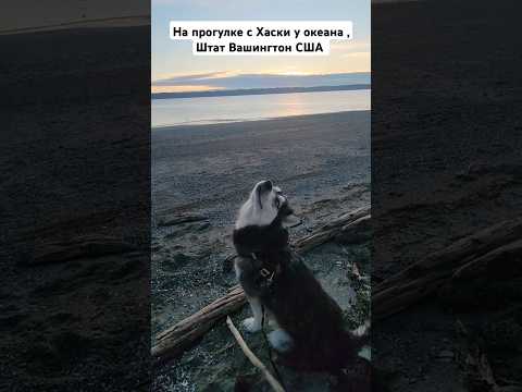 Смешная Хаски и красивая природа Штат Вашингтон #usa #shorts #husky #америка