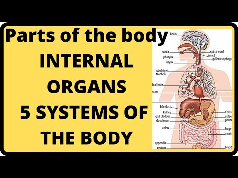 PARTS OF THE BODY for kids | शरीर का भाग | Systems of the body worksheets