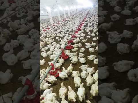 broiler chicks #babyshort #birdslover #farming #henfarminginpakistan #poultryfarming #baby #babygirl