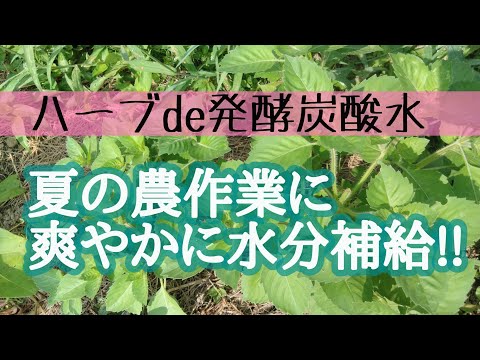 【ハーブ発酵炭酸水】農作業の水分補給にぴったりの飲み物／家庭で簡単に炭酸水をつくる方法