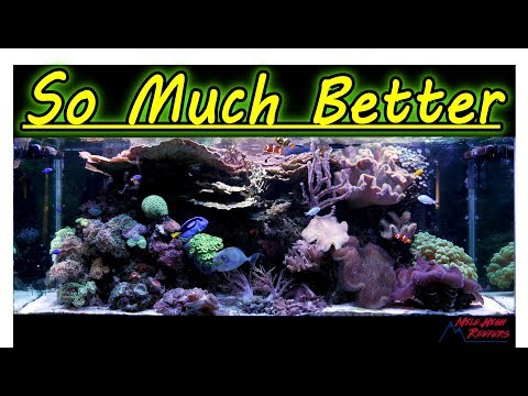 Amazing Things Have Happened Reef Tank Update 8-27-19