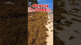 SEAWEED problem in Mexico! Playa del Carmen Report April 30, 2024 #mexicotravel #seaweed #sargassum