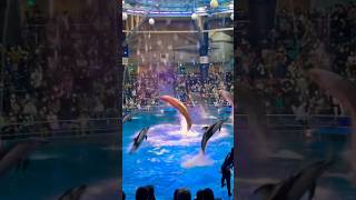 【品川／水族館】アクアパーク品川／イルカショー／dolphin performance at Aqua park Shinagawa, Tokyo, Japan