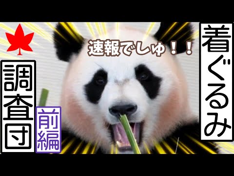 前編🧸着ぐるみ調査団🐾　マレーグマさんが着ぐるみ疑惑で世間を騒がせた様です