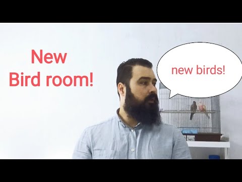 My new bird room almost done and my new bird species !