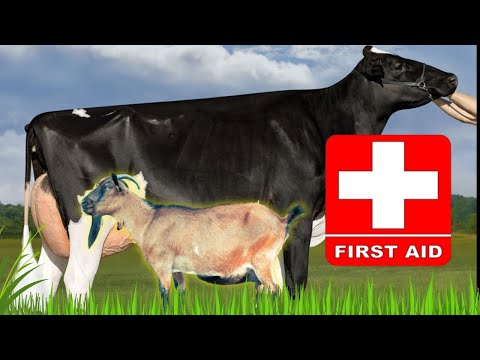 Farm Animal First Aid: Essential Techniques for Emergency Situations