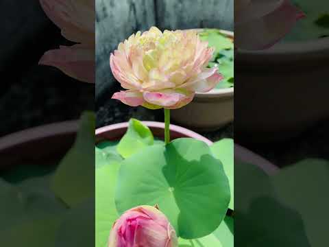 Priya Lotus #malayalam #trending #garden #plants #youtubeshorts #song