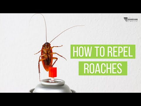 How to Repel Roaches | The Guardians Choice