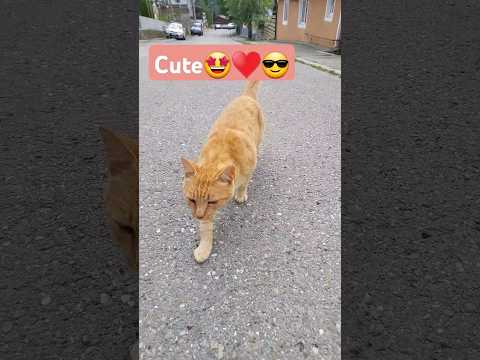 cute cat #short #cute #cat #pisica #play 🤩♥️😎♥️♥️♥️