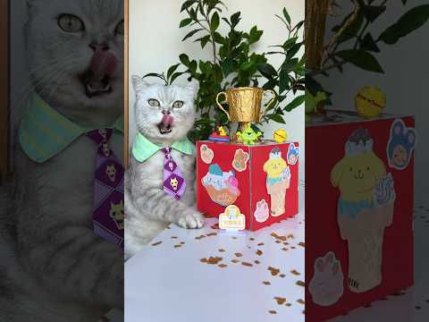 Join Me To DIY A Fun Bouncy Surprise Box!🎁📦 #catsofyoutube #catvideos #tiktok