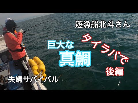 初心者がタイラバで真鯛が釣れました。【遊漁船北斗】