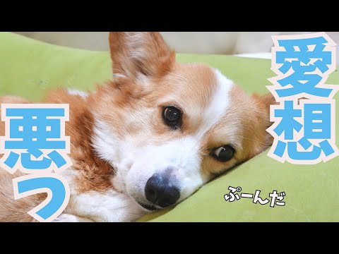 ご近所さんに塩対応なコーギー犬