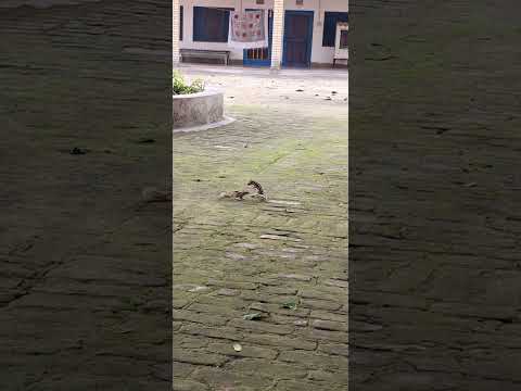 Vrindawan Ki Funny गिलहरी (Squirrela) #vrindavandham #squirrels