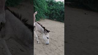 Donkeys #animals #youtubeshorts #happypets #shortfeed #nature #pets